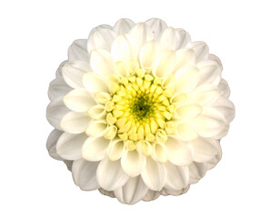 A beautiful white marguerite flower top view on an isolated background