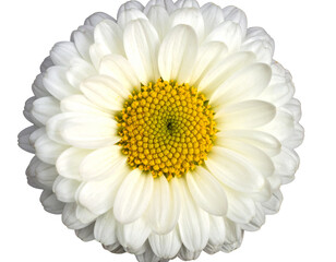 A beautiful white marguerite flower top view on an isolated background 