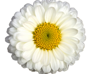 A beautiful white marguerite flower top view on an isolated background 