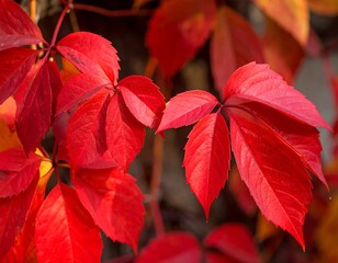 Close-up of vibrant red autumnal foliage, showcasing the rich color and texture of the leaves with visible veins