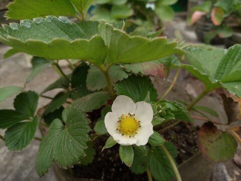 Cute Flower of Strawberry. The Scientific name is a Fragaria x ananassa.