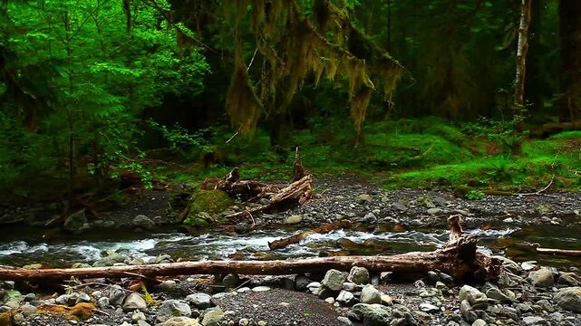 a video of the Bogachiel river in Olympic National Park Washington State