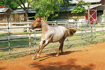 Playful Gallop, a Golden Spotted Horse in Motion at the Ranch