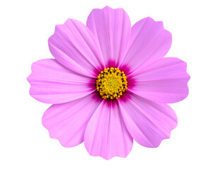 Fototapeta premium Pink flower isolated on transparent background. PNG , se of 