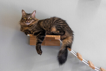 Indoor Cat Enrichment Using Wall-Mounted Perches