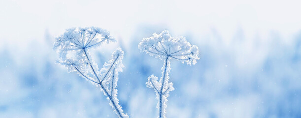 beautiful fairytale winter landscape with frosty plant in rime, nature backdrop. Umbelliferae plant stems covered crystallized snow, hoarfrost. cold temperature, frozen weather. winter season. banner