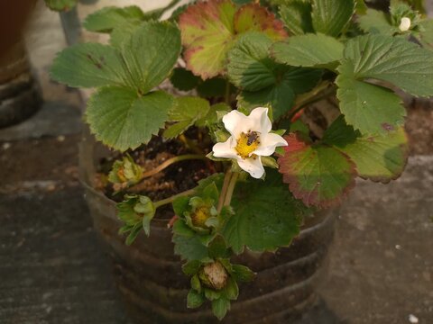 Flowering plant of Strawberry with White Flower and Young Fruit. The Scientific name is a Fragaria x ananassa.