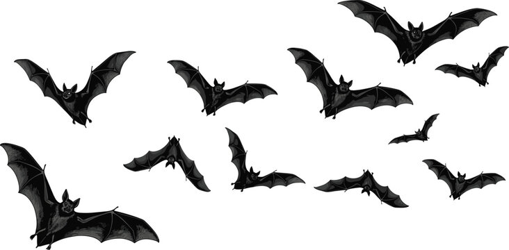 Flying bat illustration set with spooky dark bats, Halloween vampire bat silhouettes, gothic wildlife creatures for decoration and design