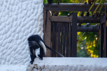 Mono colobo abisinio en su hábitat natural entre palmeras en Kenia, África