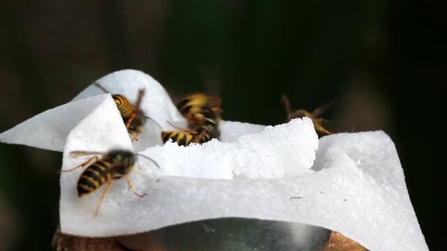 European wasp - Vespula vulgaris - Zuckerstreit