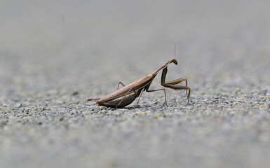 Large brown mantis macrophotography of the  body
