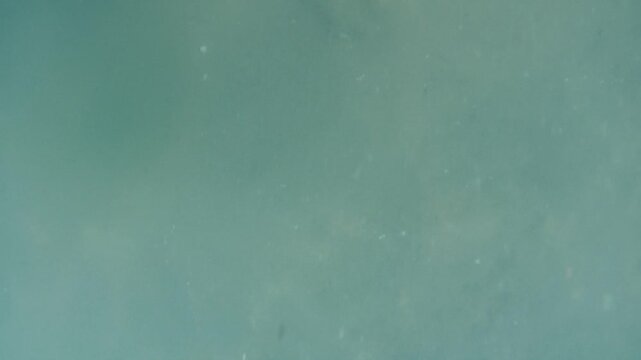 Blue water with rays of sunlight illuminating underwater. Footage taken by a go pro. Summer time in New Zealand.