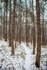 forest covered with snow 