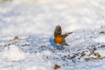 10-01-2026 A Robin in the snow