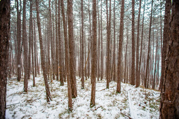 forest covered with snow 