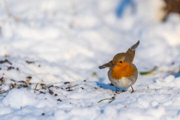 10-01-2026 A Robin in the snow