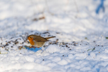 10-01-2026 A Robin in the snow