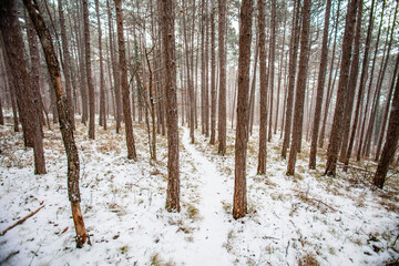 forest covered with snow 