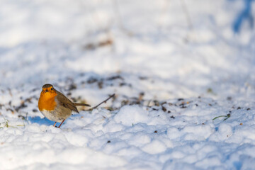 10-01-2026 A Robin in the snow