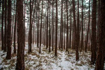 forest covered with snow 