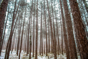 forest covered with snow 