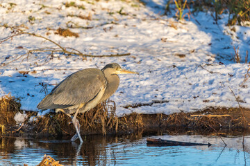 Fishing heron hunting