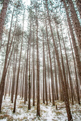 forest covered with snow 