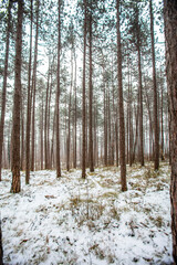 snow covered winter forest