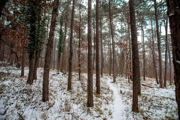 snow covered winter forest