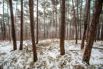 snow covered winter forest
