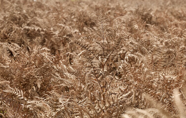 Autumn Ferns in a Sunlit Meadow