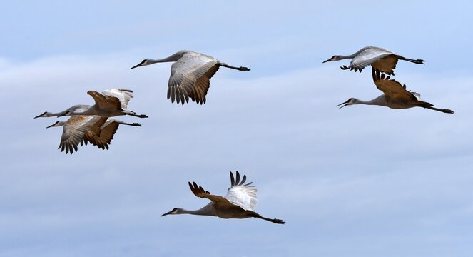 flock of majestic sandhill cranes in flight over their winter habitat of bernardo state wildlife refuge, near socorro, new mexico