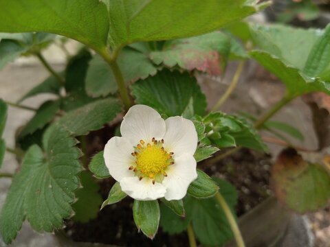 Beautiful White Flower of Strawberry. This is a widely grown hybrid species of the genus Fragaria.