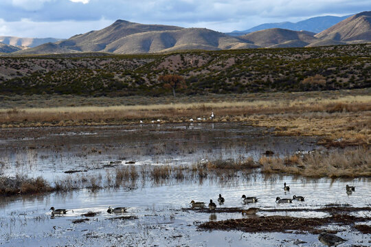 northern pintail ducks swimming in a pond with snow geese with a mountain backdrop in winter at the bosque del apache national wildlife refuge near socorro in southern new mexico