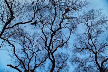 Behind a bare tree at dusk covering the sky slowly