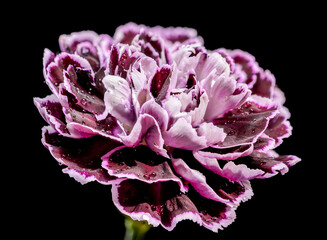 Purple Carnation Flower With Water Drops On Black Background