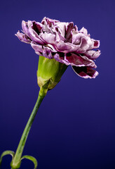 Purple Carnation Flower With Water Drops On Dark Blue Background