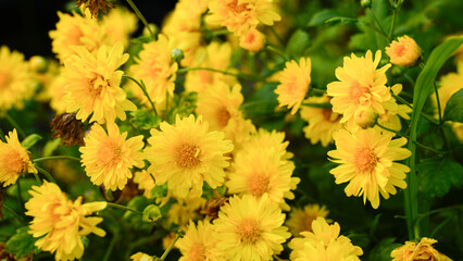 Abundance of fresh yellow chrysanthemum blossoms in a floral garden.
