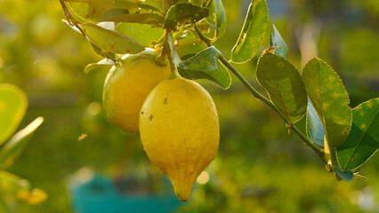 Ripe citrus limon fruits on a branch with green leaves and bokeh background.