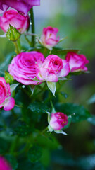 Obraz premium Close-up of pink miniature roses bush in full bloom.