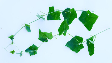 Fresh green Ivy Gourd (Coccinia grandis) leaves and vines on a clean white background, minimalist flat lay of edible Asian climbing vegetable.