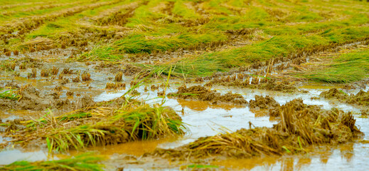 The rice fields after the rice harvest in Korea