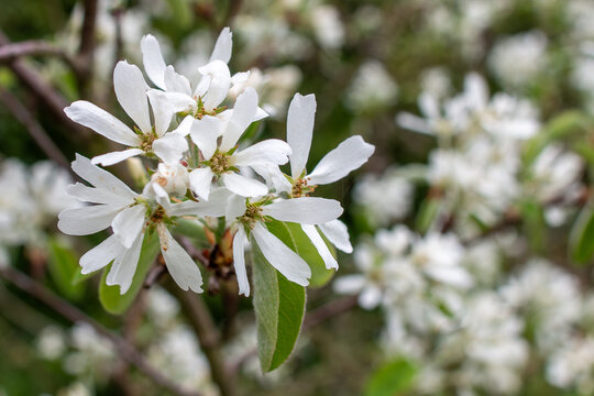 Amelanchier ovalis Echte Felsenbirne Detail Bl&uuml;te