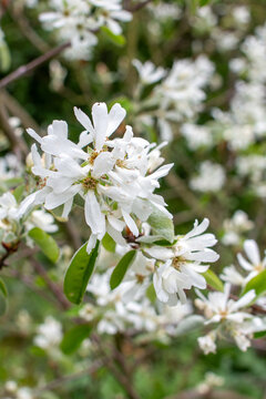 Amelanchier ovalis Echte Felsenbirne Detail Bl&uuml;te