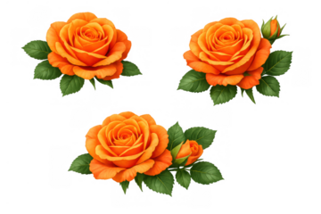 Orange rose blooms and buds celebrating nature's beauty, creating a vibrant floral design element with a transparent background