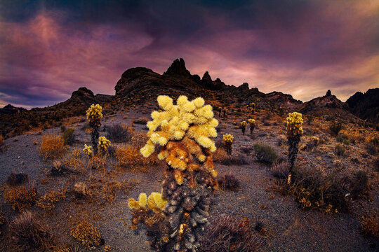 Desert Cactus Landscape, Mojave Desert, Arizona