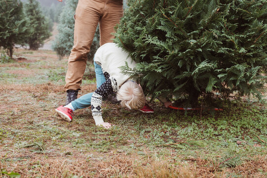 A boy tries to cut down a christmas tree