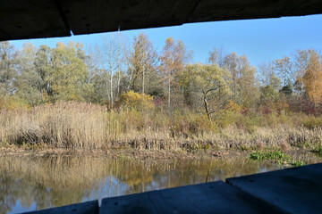 Wooden footbridge for tourists over a beaver pond with water grasses