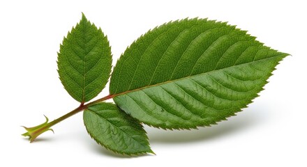 Fresh green leaves on a stem, isolated on white background, nature and botany concept