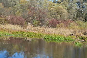 Colorful drying water grasses in a beaver pond in autumn 